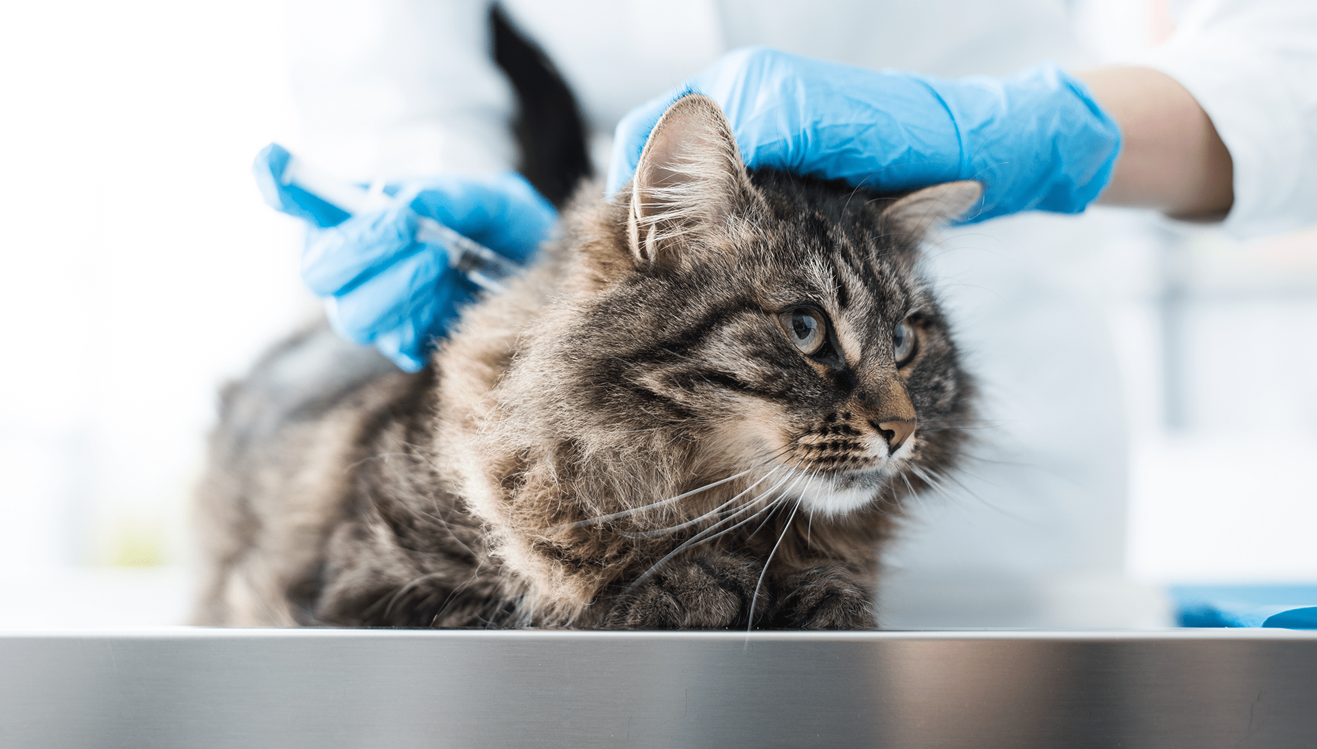 MONDIAL_VETERINARIO_1501129848